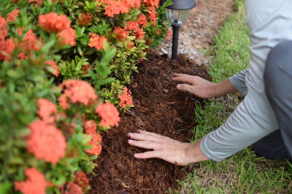 Installing fresh mulch at home in Broward County