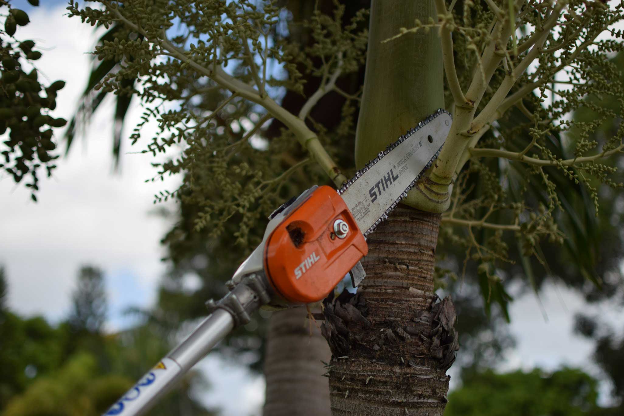 tree-trimming