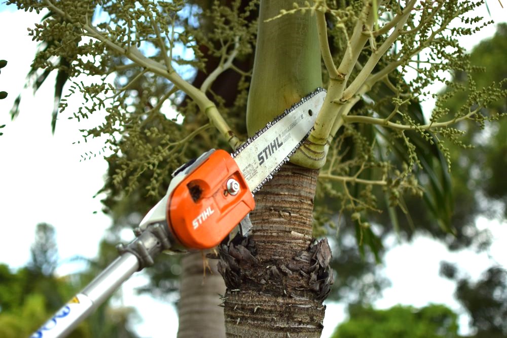 South Florida trimming of palm trees